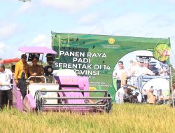Petani Lampung Sambut Gembira Panen Raya, Pemerintah Pastikan Harga Gabah Menguntungkan