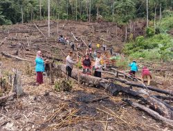 Tingkatkan Ketahanan Panggan, Pemdes Air Palawan Tanam Jagung