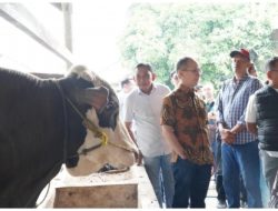 OJK Dorong Ekosistem Peternakan Sapi Di Lampung