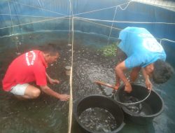 Dukung Asta Cita Presiden Dengan Panen Budidaya Ikan Nila : Dari Pembinaan Menuju Ketahanan Pangan