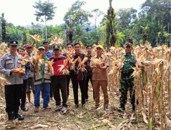 Dukung Program Pusat, Pemdes Tanjung Ganti Panen Perdana Jagung Ketahanan Pangan