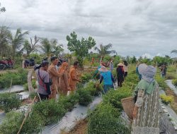 Sukses Tanam Cabe, Desa Suka Menanti Lakukan Panen Perdana Program Ketahanan pangan 2025