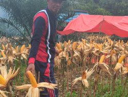 Kades Air Long Panen Perdana Jagung Hasil Program Ketahanan Pangan