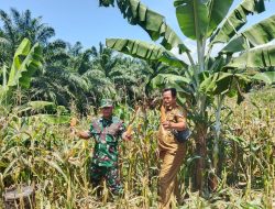 Pemdes Bersama TPK Panen Jagung Perdana Program Ketahanan Pangan