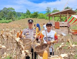 Pemdes Bersama TPK Panen Jagung Perdana Program Ketahanan Pangan