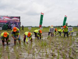 Dukung Swasembada Kodam XXI/RI Bersinergi Dengan Gapoktan Tanam Padi Serentak