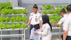 Wujud Ketahanan Pangan, Lapas Narkotika Bandar Lampung Panen Tanaman Hidroponik