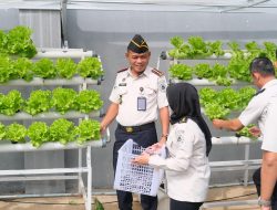 Wujud Ketahanan Pangan, Lapas Narkotika Bandar Lampung Panen Tanaman Hidroponik