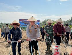 Dalam Mewujudkan Program Pemerintah Pusat.Polres Kaur Tanam Jagung Kuwartal 1 Wujutkan Swasembada Jagung.