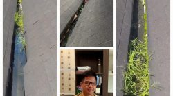 Dinas PUPR Tubaba Gerak Cepat Perbaiki Talang Air Gedung Sesat Agung Tersumbat Kotoran Lumut