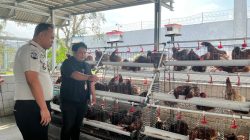 Rutan Kelas I Bandar Lampung Laksanakan Vaksinasi 250 Ayam Petelur untuk Jaga Kesehatan Ternak